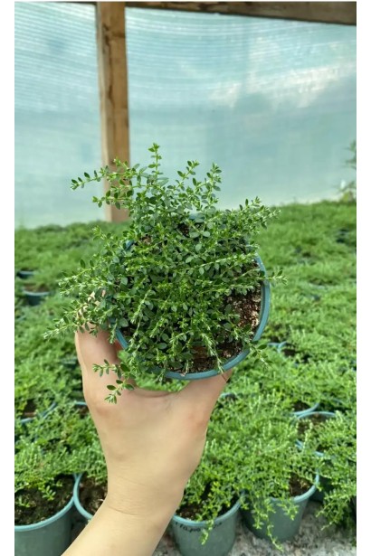 Paronychia kapela у контейнері